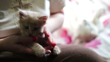 Küçük kabarık kırmızı kırmızı çivi ile metresi elinde yalan kedicik ve onu ısırmak ve tırmalamakkonusunda oynanır