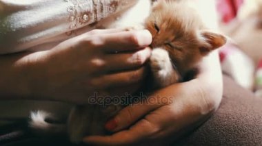 Küçük kabarık kırmızı kırmızı çivi ile metresi elinde yalan kedicik ve onu ısırmak ve tırmalamakkonusunda oynanır