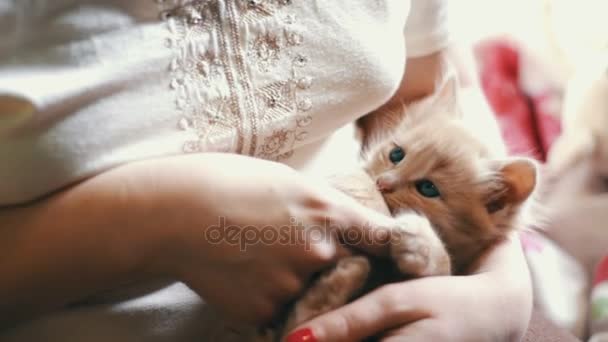 Small fluffy red kitten Lies in the hands of the mistress with red nails and is played by biting her and scratching — Stock Video