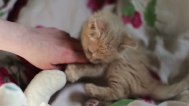 Malé nadýchané červený kotě hraje na posteli — Stock video