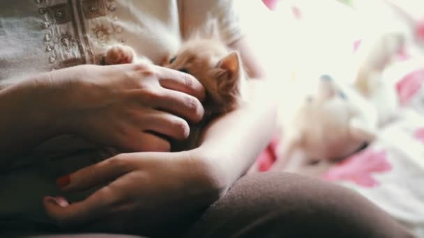 Piccolo gattino rosso soffice Si trova nelle mani della padrona con le unghie rosse ed è giocato mordendola e graffiandola. — Video Stock