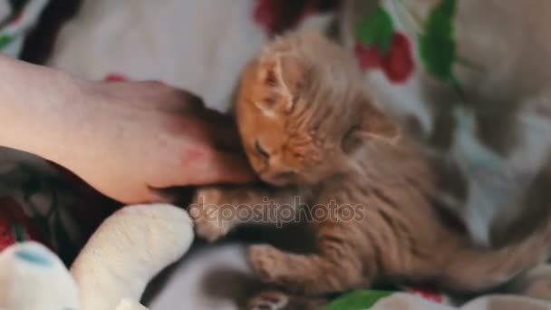 En liten fluffig röd kattunge spelar på säng — Stockvideo