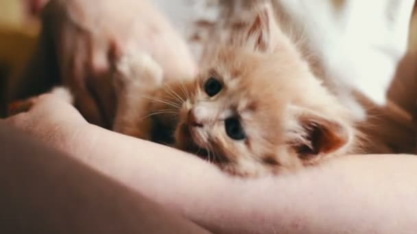 Маленький пухнастий червоний кошеня Брехня в руках коханки з червоними цвяхами і грає, кусаючи її і подряпаючи — стокове відео