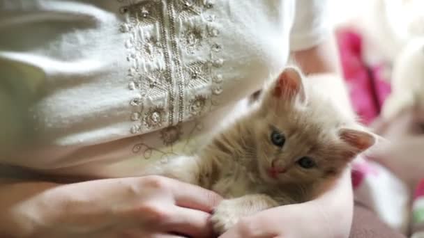 Pequeño gatito rojo esponjoso Se encuentra en las manos de la amante con las uñas rojas y se juega mordiéndola y arañándose — Vídeo de stock