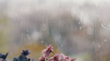 Damla akış aşağı cam üstünde belgili tanımlık pencere yağmur. Pembe ve mor pencere üzerinde çiçek güzel çiçekler