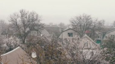 Baharda kar. Yeşil yeşillik ve çiçek açan sokak ağaçlarda kar düşüyor.