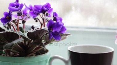 kahve çay sıcak içecek üzerinde pencere pervazına yanında güzel bir eve çiçek bir tencerede fincan