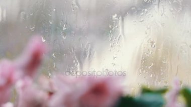 Damla akış aşağı cam üstünde belgili tanımlık pencere yağmur. Pembe ve mor pencere üzerinde çiçek güzel çiçekler