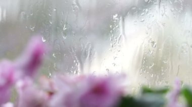 Damla akış aşağı cam üstünde belgili tanımlık pencere yağmur. Pembe ve mor pencere üzerinde çiçek güzel çiçekler