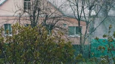 Baharda kar. Yeşil yeşillik ve çiçek açan sokak ağaçlarda kar düşüyor.