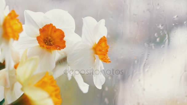 Chuva Gotas fluir para baixo do vidro na janela e Daffodils — Vídeo de Stock