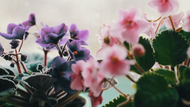 Virágzó virágok az ablakpárkányon, esős időben a pot — Stock videók