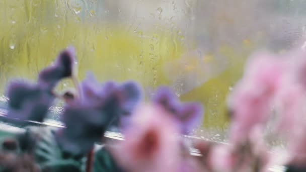 Gotas de lluvia fluyen por el cristal de la ventana. Hermosas flores que florecen rosa y púrpura en el alféizar de la ventana — Vídeo de stock