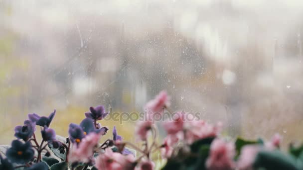 Gotas de lluvia fluyen por el cristal de la ventana. Hermosas flores que florecen rosa y púrpura en el alféizar de la ventana — Vídeos de Stock