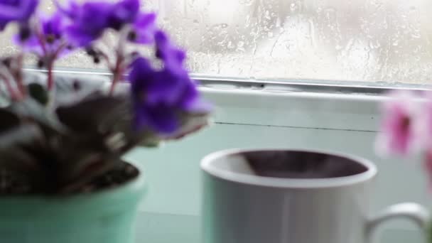 White cup of coffee tea hot drink on window sill next to a beautiful home flower in a pot — Stock Video