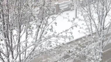 Baharda kar. Yeşil yeşillik ve çiçek açan sokak ağaçlarda kar düşüyor.