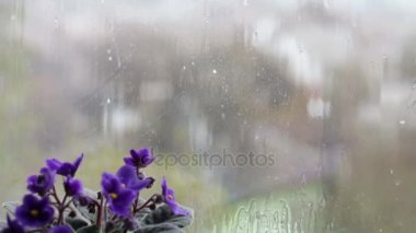 Damla akış aşağı cam üstünde belgili tanımlık pencere yağmur. Pembe ve mor pencere üzerinde çiçek güzel çiçekler