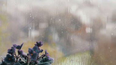 Damla akış aşağı cam üstünde belgili tanımlık pencere yağmur. Pembe ve mor pencere üzerinde çiçek güzel çiçekler