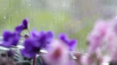 Damla akış aşağı cam üstünde belgili tanımlık pencere yağmur. Pembe ve mor pencere üzerinde çiçek güzel çiçekler