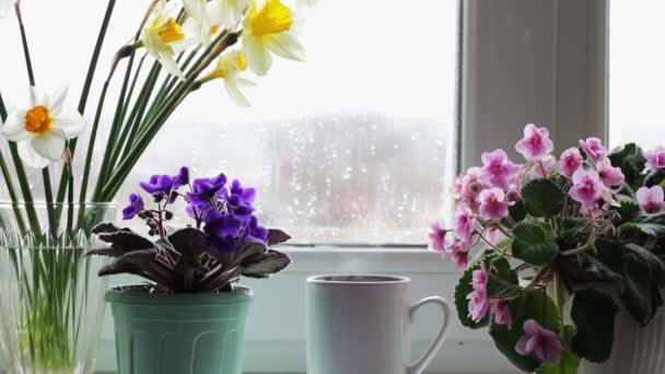 Cup of coffee tea hot drink on window sill next to a beautiful home flower in a pot — Stock Video