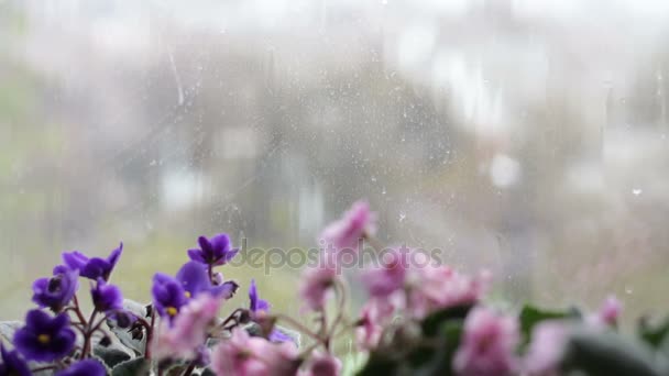 As gotas de chuva descem pelo vidro da janela. Flores bonitas que florescem rosa e roxo no peitoril da janela — Vídeo de Stock