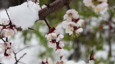 Nadir bir olgu. Baharda kar. Üzerinde kar yatıyor Blossoming elma ağacı dalı. Çiçekler üzerinde kar. İklim değişikliği