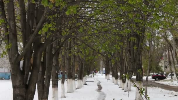 Ulička, na které leží sníh, vzácný jev sníh na jaře na zelené listoví — Stock video