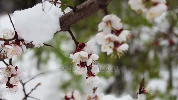 稀な現象。春を雪します。雪があるブロッサミング リンゴの木の枝。花を雪します。気候変動 — ストック動画