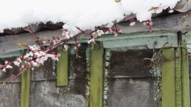 Um enorme boné de neve no telhado de uma casa vintage no vento agitar Primavera ramos floridos de macieiras . — Vídeo de Stock