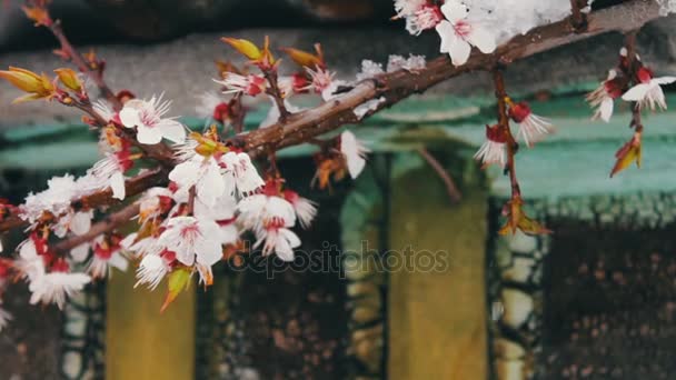 Eine riesige Schneedecke auf dem Dach eines alten Hauses im Wind rührt den Frühling blühende Äste von Apfelbäumen. — Stockvideo