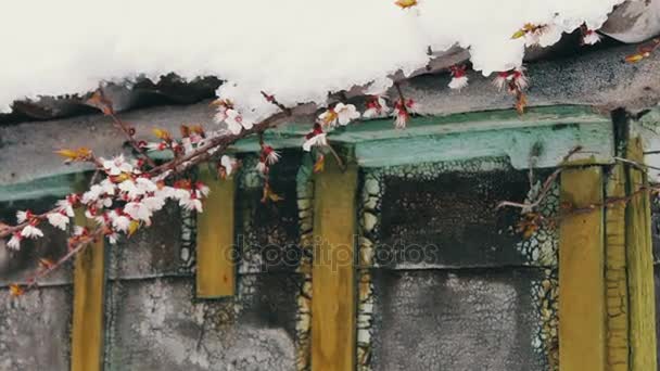 A huge cap of snow on the roof of a vintage house in the wind stir Spring flowering branches of apple trees. — Stock Video