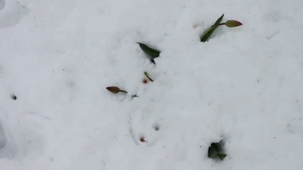 Conséquences d'une tempête de neige au printemps.Une fleur de tulipe dans la neige — Video
