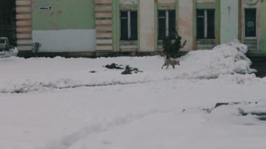 Evsiz insan köpeklere bile mesafe uzaklıkta bulunan evin altında bir karlı yolda çalışır