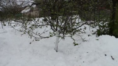 Bir kar fırtınası bahar sonuçları. Genç elma ağacı yeni çiçek yeşil yaprakları ile kar, iklim değişikliği duruyor