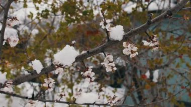 Nadir bir olgu. Baharda kar. Üzerinde kar yatıyor Blossoming elma ağacı dalı. Çiçekler üzerinde kar. İklim değişikliği