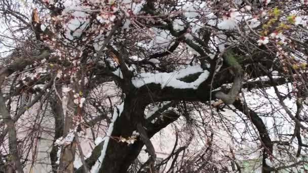 Důsledky sněhové bouři na jaře. Rozbité, kvetoucí stromy, zasněženou větví, sníh a květiny, sněžení, změny klimatu