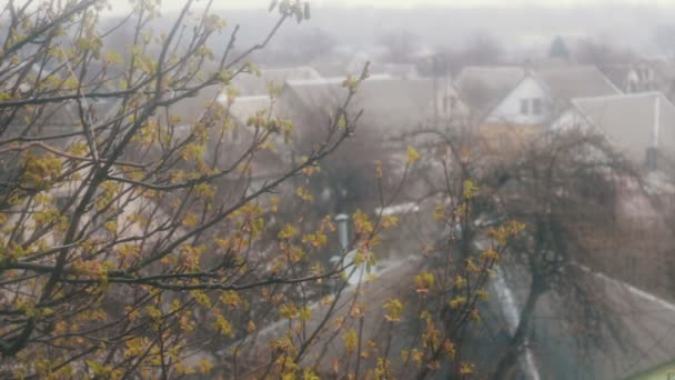 Pluie tôt au printemps. Juste des bourgeons florissants d'arbres — Video