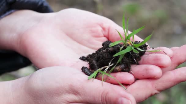 Meisje houdt een stronk van groen gras met de aarde met een grote dikke Aardworm — Stockvideo