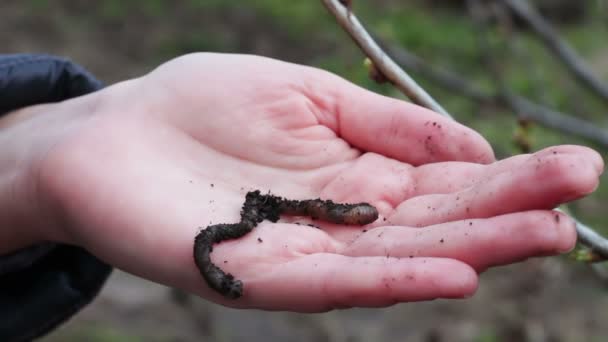 Donna pulisce il giardino dagli ultimi anni foglie secche con rastrello — Video Stock