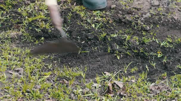 Eine Frau reinigt im Garten mit einem Hacke das Gras vom Boden — Stockvideo