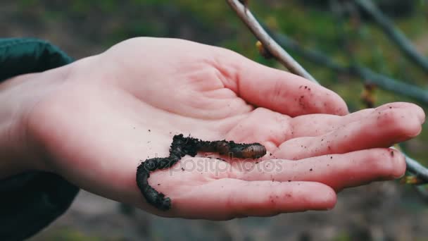 Hands holding earthworms — Stock Footage Hands holding earthworms Stock Video