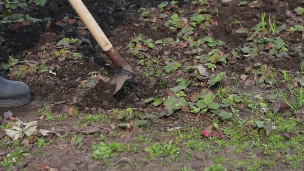 Seorang wanita bekerja di kebun mencabut rumput dari tanah dengan alat pel cangkul — Stok Video