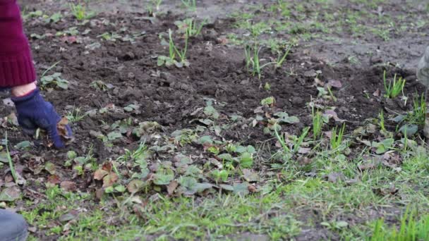 Una donna lavora in giardino togliendo l'erba dal terreno con uno straccio di zappa — Video Stock