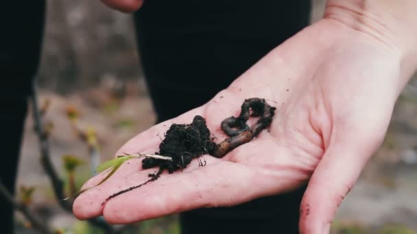 Händer som håller daggmaskar — Stockvideo