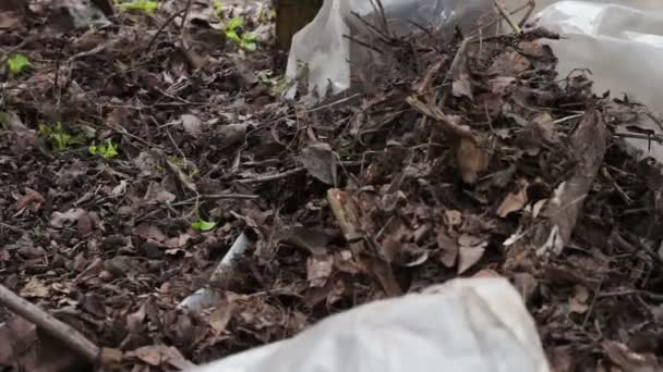 Mulher limpa as folhas velhas secas no jardim — Vídeo de Stock