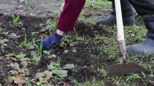 Een vrouw werkt in de tuin gras uit de grond verwijderen met een mop van schoffel — Stockvideo