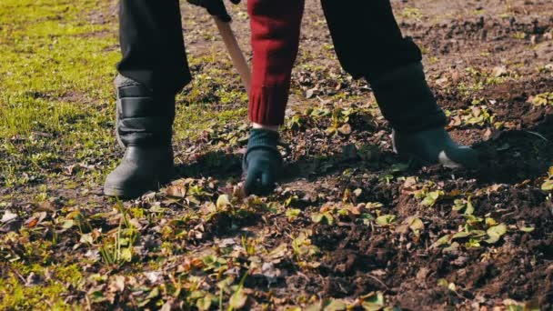 Una mujer trabaja en el jardín de hierba limpia de la tierra con una fregona de azada — Vídeos de Stock