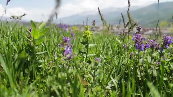 Várias flores de prado e grama suculenta verde jovem no prado no verão picado no vento — Vídeo de Stock
