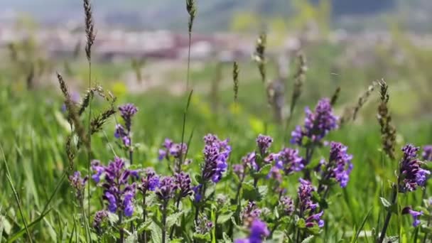 Olika äng blommor och unga gröna saftiga gräset på ängen på sommaren spetsade i vinden — Stockvideo