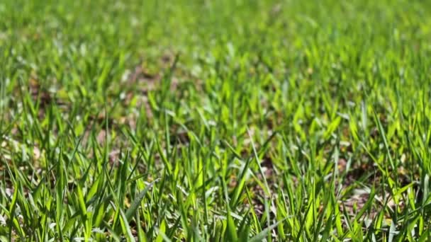 Joven hierba jugosa verde en el prado en verano pinchado en el viento vista de cerca — Vídeos de Stock